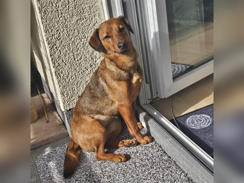 Ebby braucht ein neues Zuhause