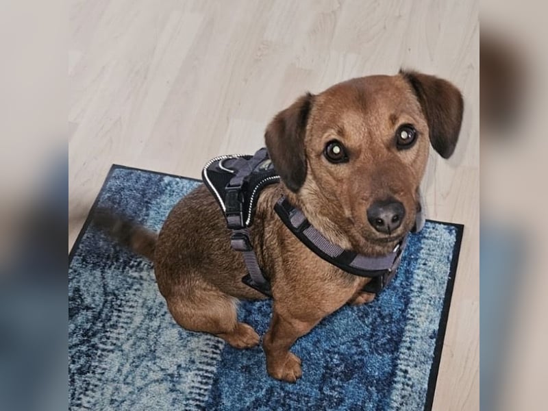 Ebby braucht ein neues Zuhause