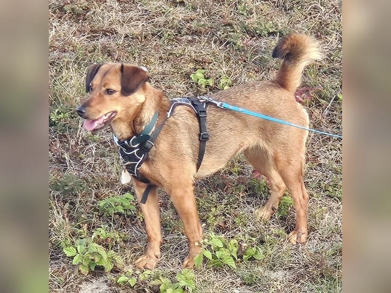 Ebby braucht ein neues Zuhause