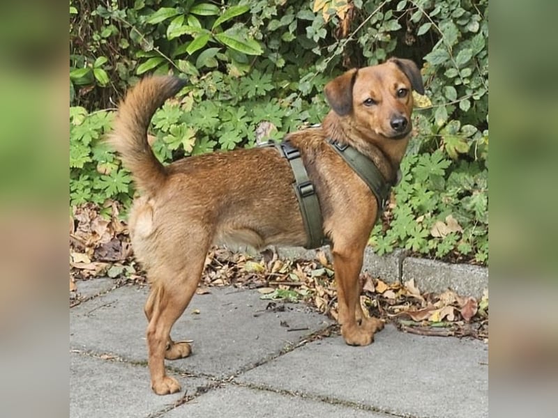 Ebby braucht ein neues Zuhause