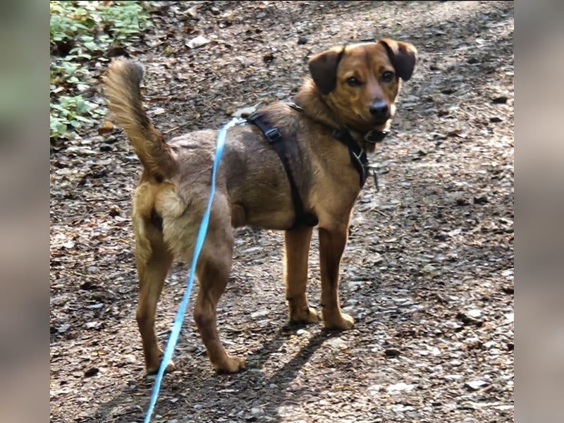 Ebby braucht ein neues Zuhause