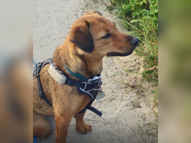 Ebby braucht ein neues Zuhause