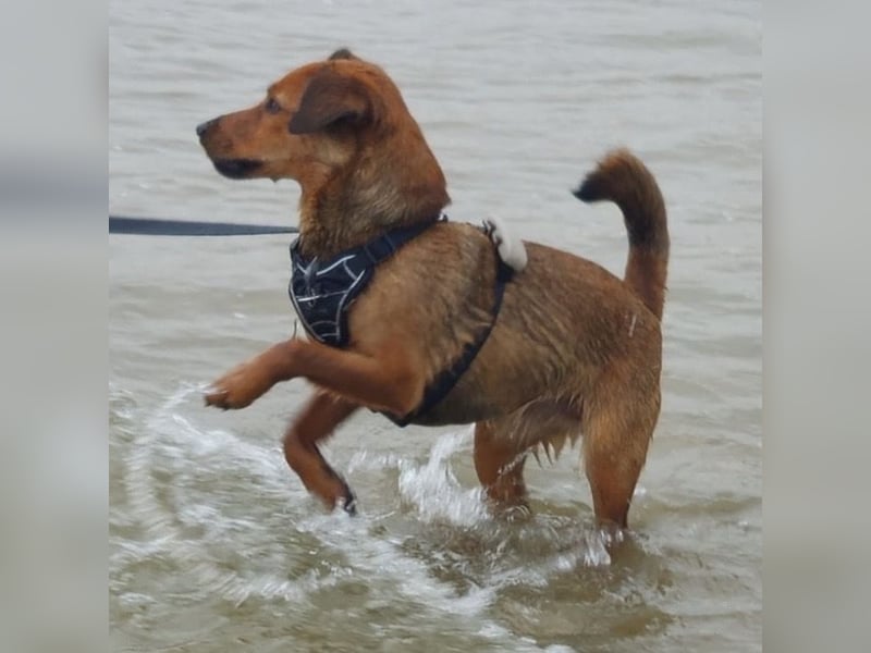 Ebby braucht ein neues Zuhause