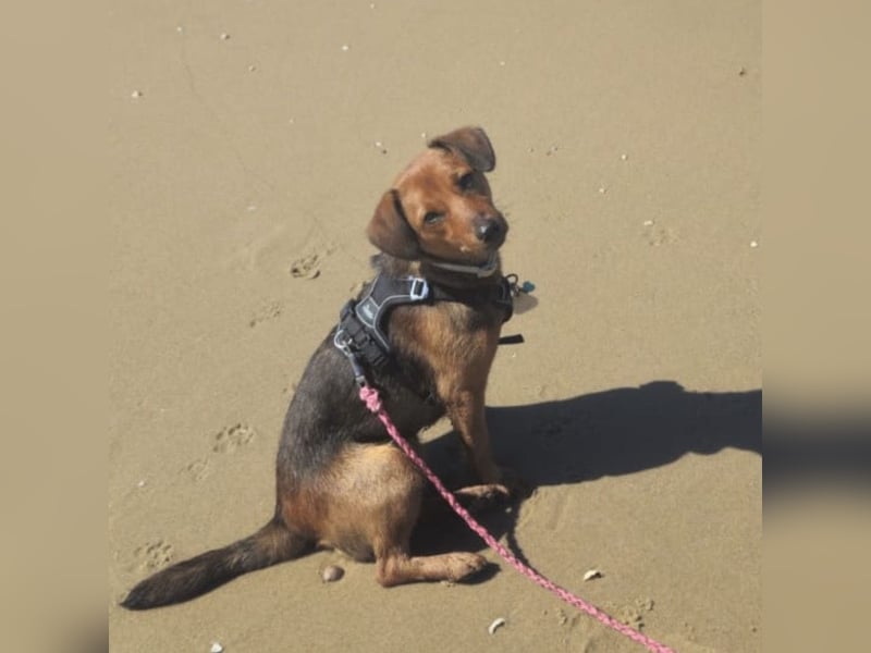 Ebby braucht ein neues Zuhause