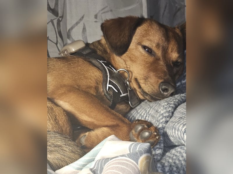 Ebby braucht ein neues Zuhause