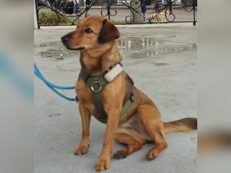 Ebby braucht ein neues Zuhause