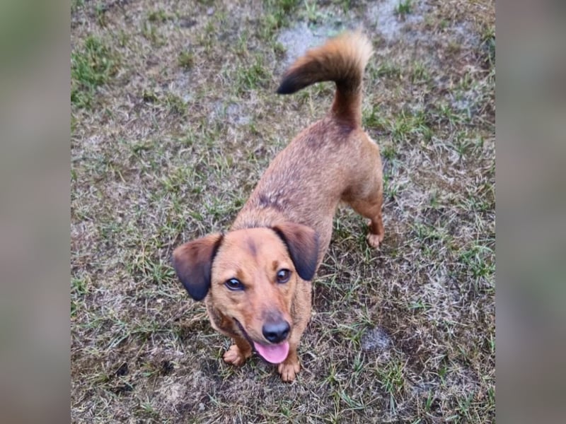 Ebby braucht ein neues Zuhause