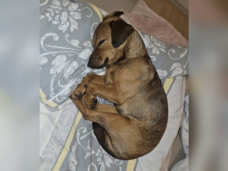 Ebby braucht ein neues Zuhause