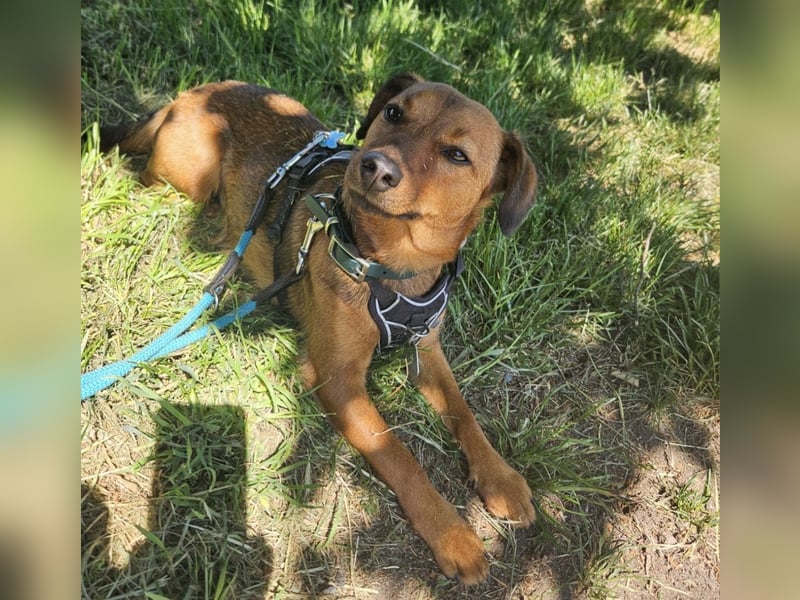 Ebby braucht ein neues Zuhause