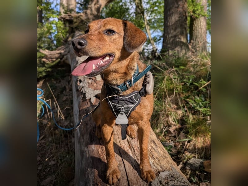 Ebby braucht ein neues Zuhause