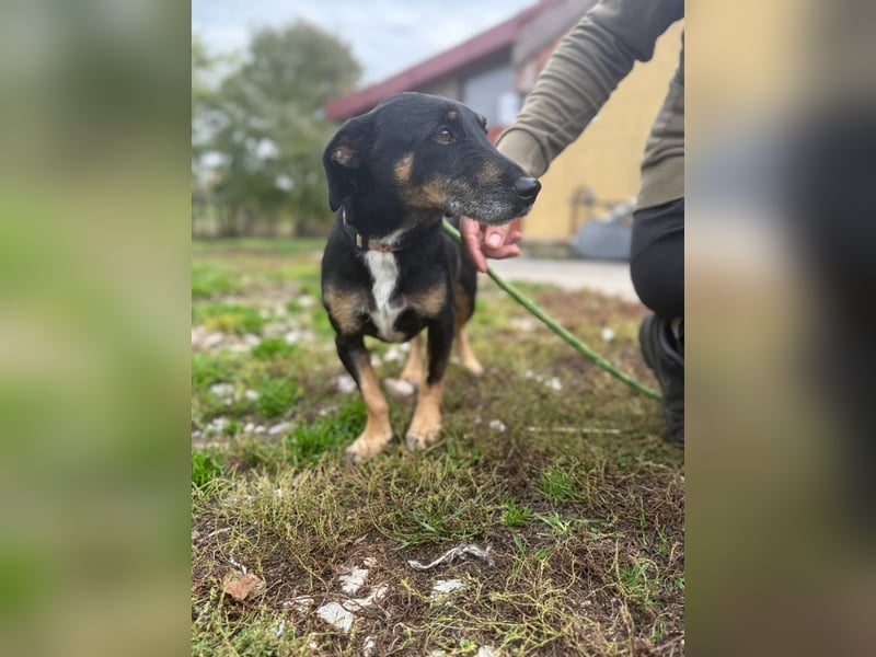 Bezaubernder Dacklemix Sofie soll endlich ein glückliches Hundeleben führen dürfen !