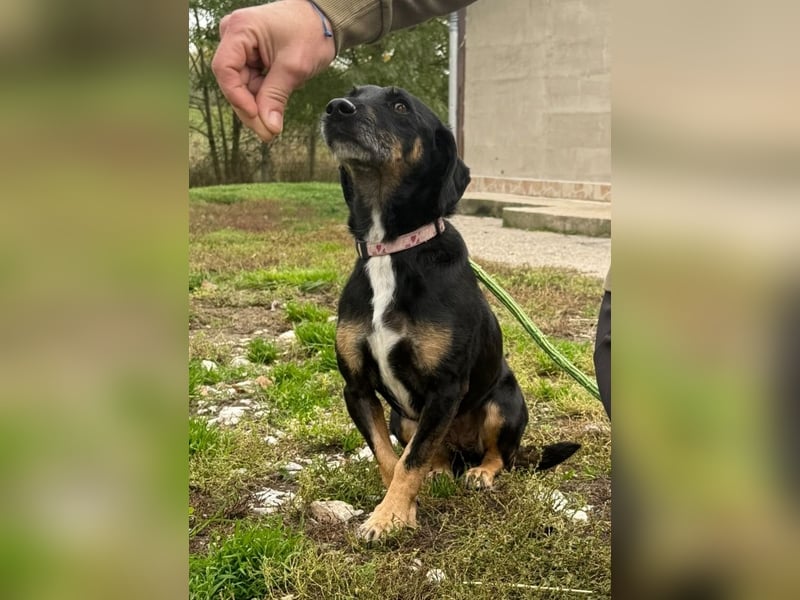 Bezaubernder Dacklemix Sofie soll endlich ein glückliches Hundeleben führen dürfen !