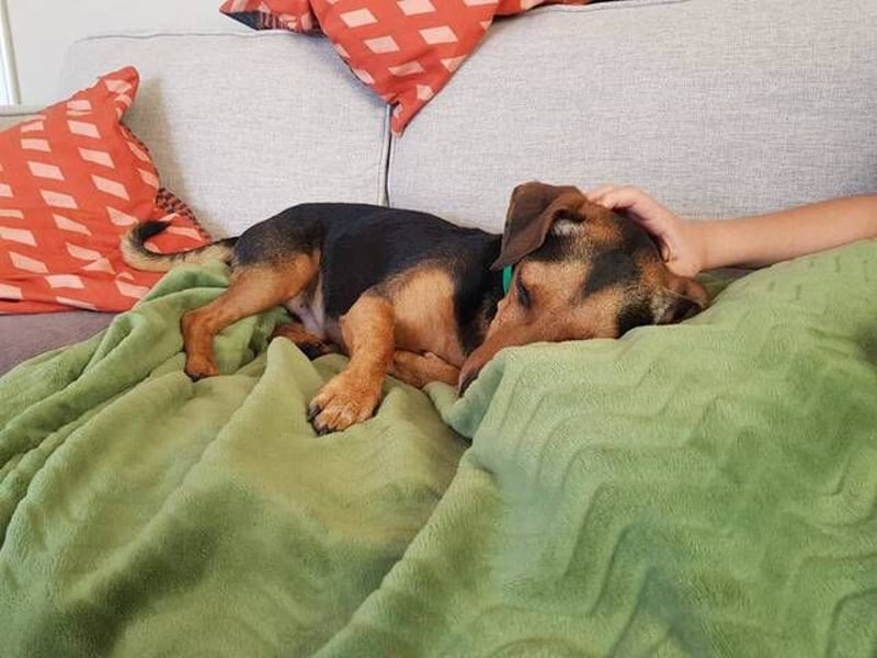 Peanut (Spanien) - sucht endlich sein Für-Immer-Zuhause – mit Menschen, die ihn verstehen