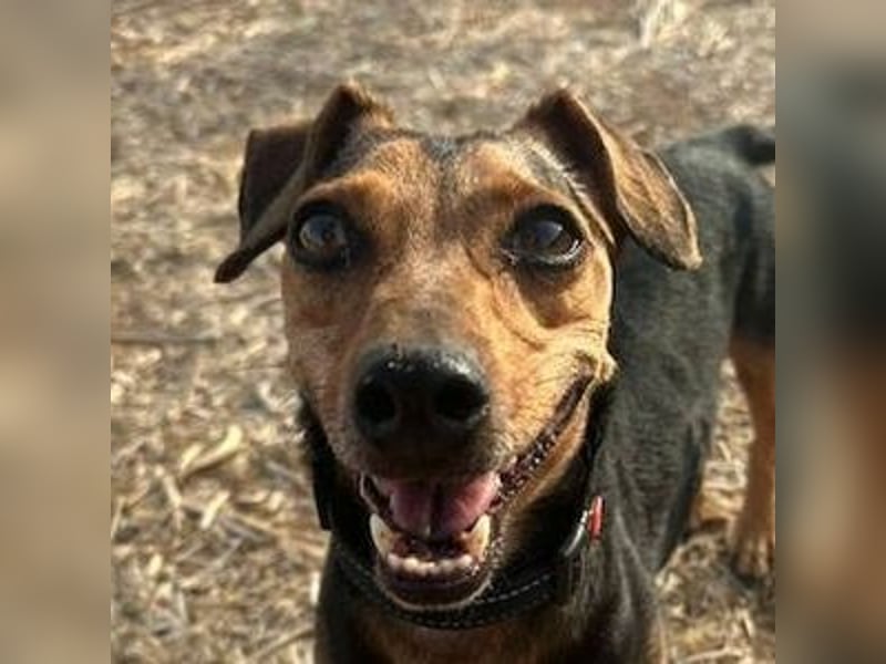 Peanut (Spanien) - sucht endlich sein Für-Immer-Zuhause – mit Menschen, die ihn verstehen