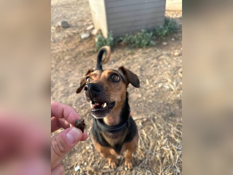 Peanut (Spanien) - sucht endlich sein Für-Immer-Zuhause – mit Menschen, die ihn verstehen