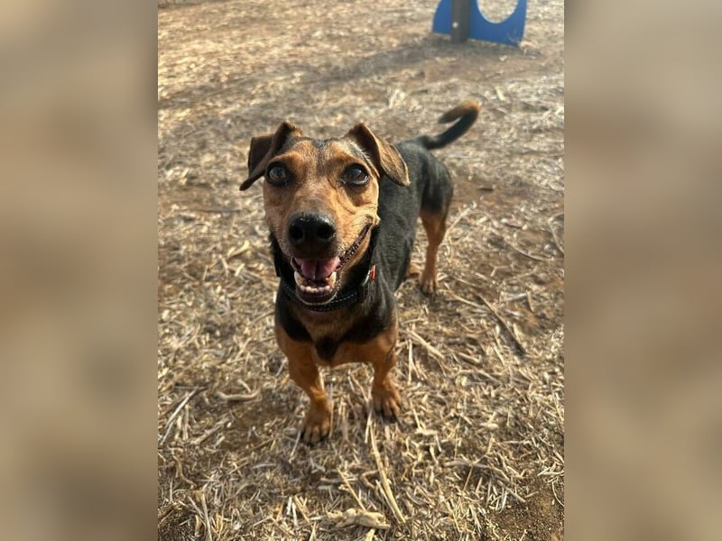 Peanut (Spanien) - sucht endlich sein Für-Immer-Zuhause – mit Menschen, die ihn verstehen