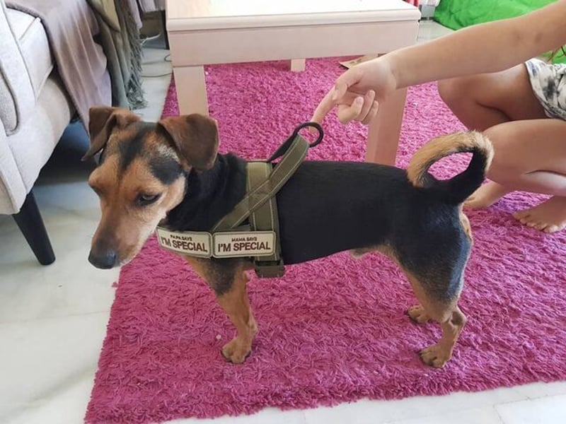Peanut (Spanien) - sucht endlich sein Für-Immer-Zuhause – mit Menschen, die ihn verstehen