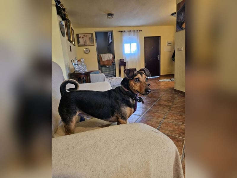 Peanut (Spanien) - sucht endlich sein Für-Immer-Zuhause – mit Menschen, die ihn verstehen