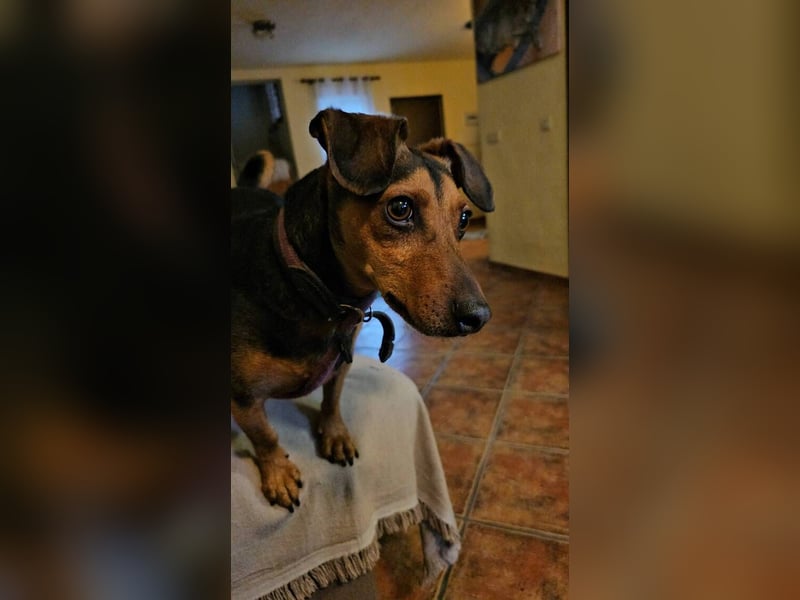 Peanut (Spanien) - sucht endlich sein Für-Immer-Zuhause – mit Menschen, die ihn verstehen