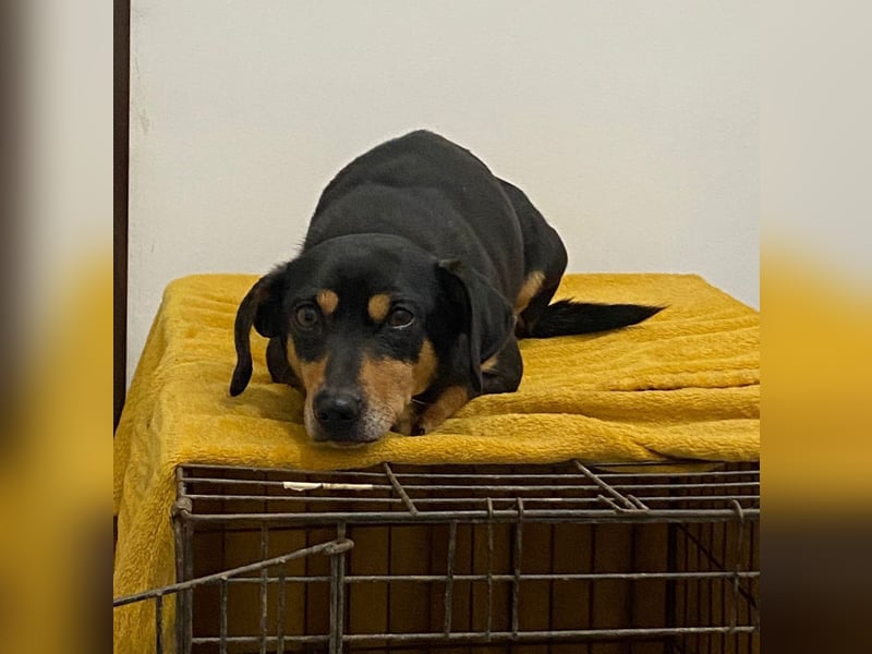 Dackelmix MIMI sucht ihre Familie!