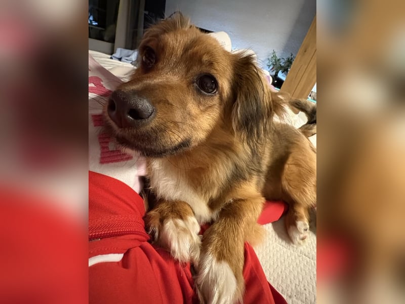 Spitz-Dackel Mix RUSTY, in Deutschland, sucht seine Familie!