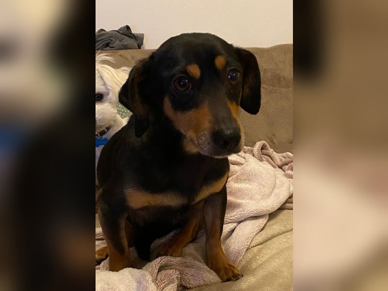 Dackelmix MIMI sucht ihre Familie!