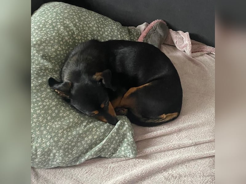 Dackelmix MIMI sucht ihre Familie!