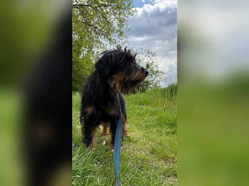 liebenswerte Mischa
