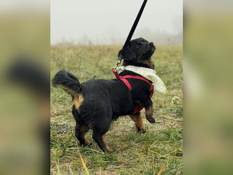 ❤️ Skadi Pflegefamilie Erkelenz