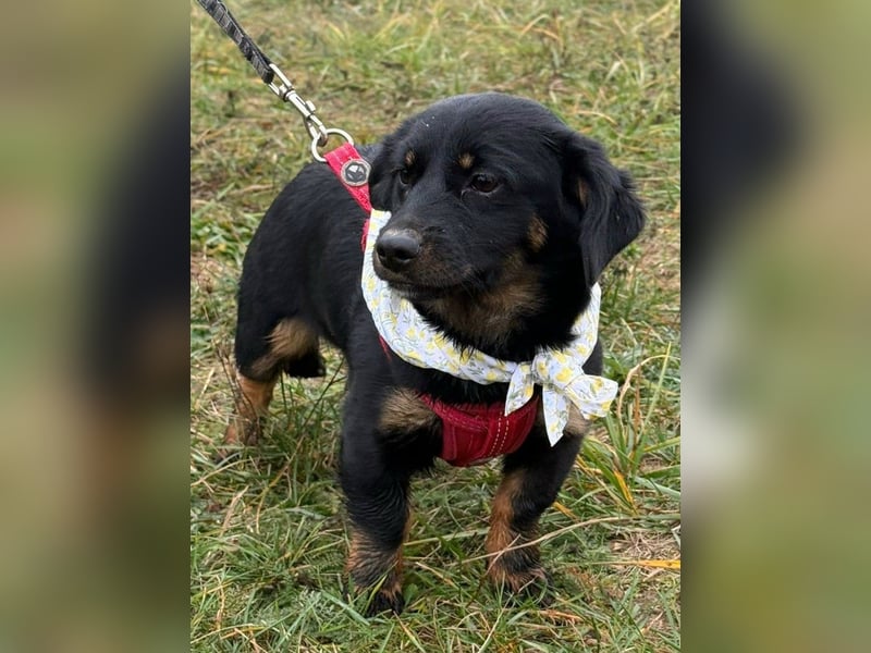 ❤️ Skadi Pflegefamilie Erkelenz