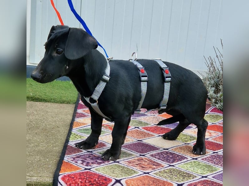 Sonnenschein Martin sucht seine Menschen