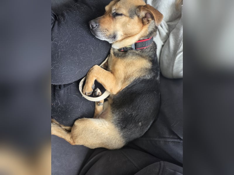 DRINGEND! Scooby sucht sein Traumzuhause!