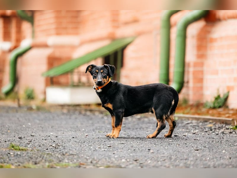 Verschmuster Rudi sucht seine Menschen