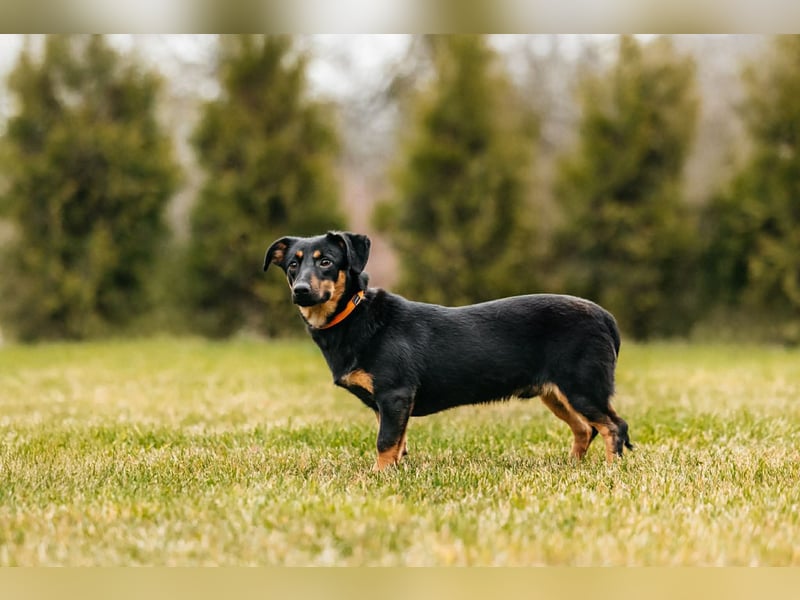 Verschmuster Rudi sucht seine Familie