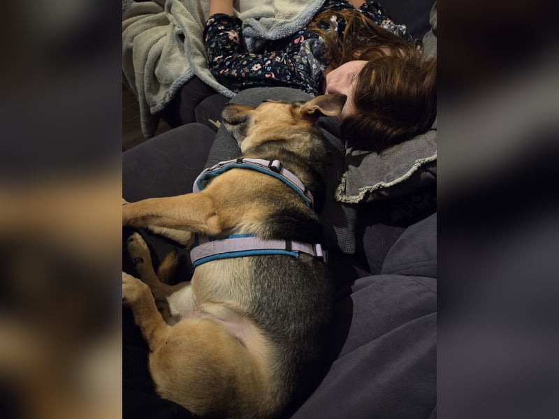 DRINGEND! Scooby sucht sein Traumzuhause!