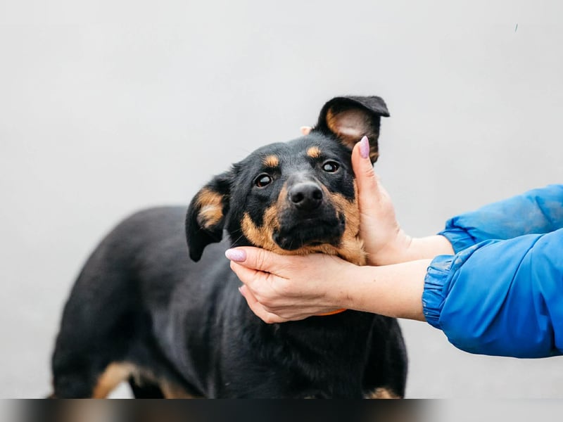 Verschmuster Rudi sucht seine Familie