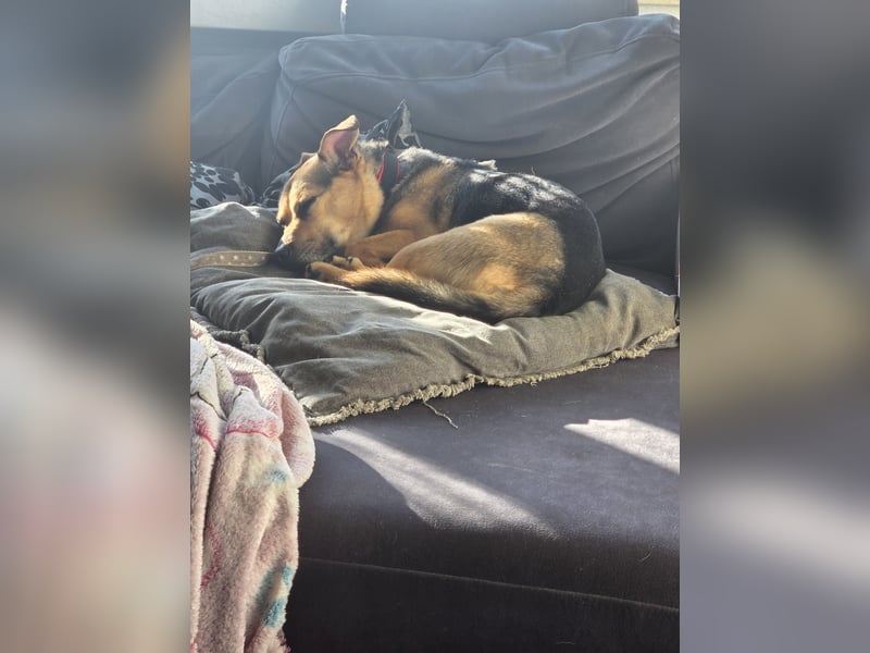 DRINGEND! Scooby sucht sein Traumzuhause!