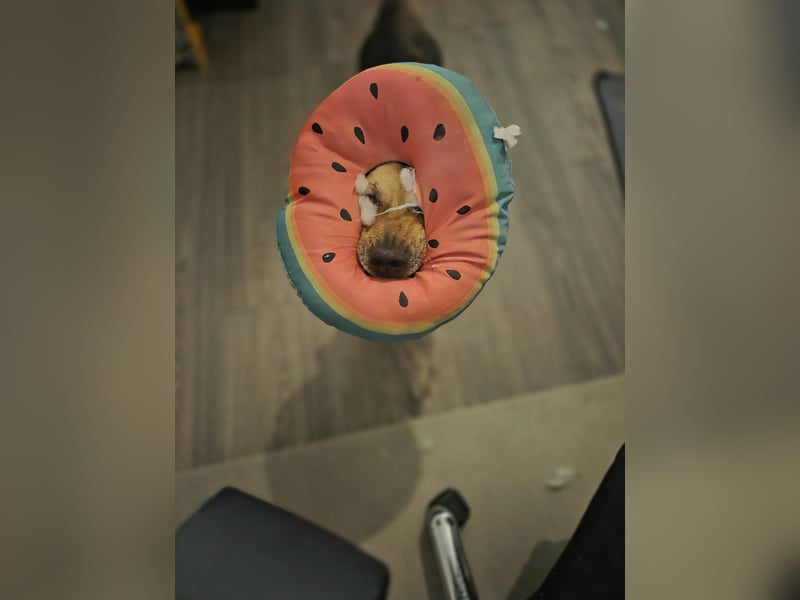 DRINGEND! Scooby sucht sein Traumzuhause!