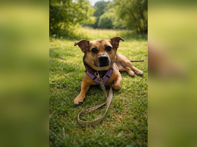 DRINGEND! Scooby sucht sein Traumzuhause!