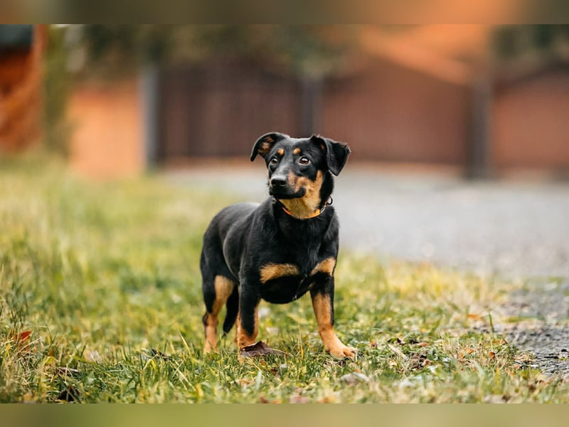 Verschmuster Rudi sucht seine Menschen