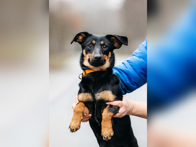 Verschmuster Rudi sucht seine Familie