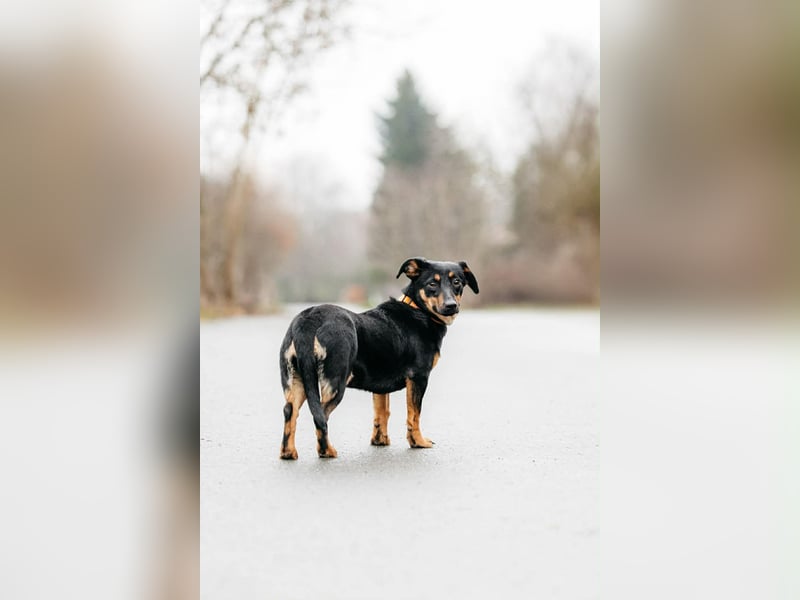 Verschmuster Rudi sucht seine Menschen