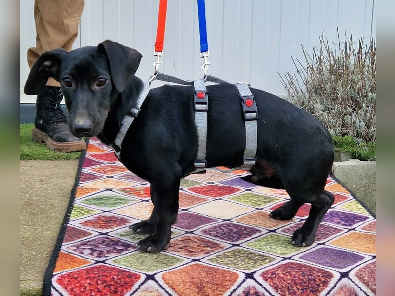 Sonnenschein Martin sucht seine Menschen