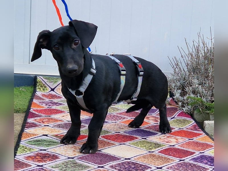 Sonnenschein Martin sucht seine Menschen