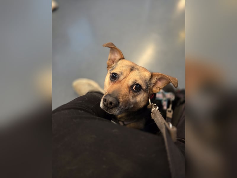 DRINGEND! Scooby sucht sein Traumzuhause!