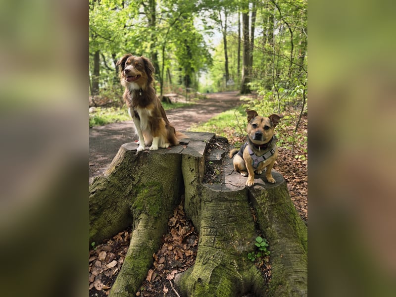 DRINGEND! Scooby sucht sein Traumzuhause!