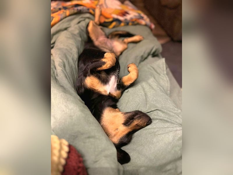 Jasia: Eine kleine Prinzessin wünscht sich ein Zuhause