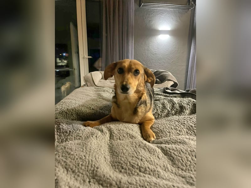 Treue Begleiterin auf kurzen Beinchen: Eva sucht einfühlsame Menschen