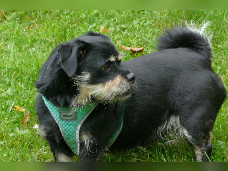 lieber Hannes wartet auf sein Glück in 88339 Bad Waldsee
