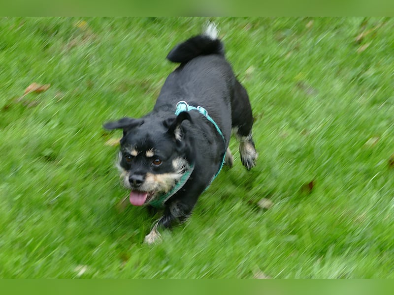 lieber Hannes wartet auf sein Glück in 88339 Bad Waldsee